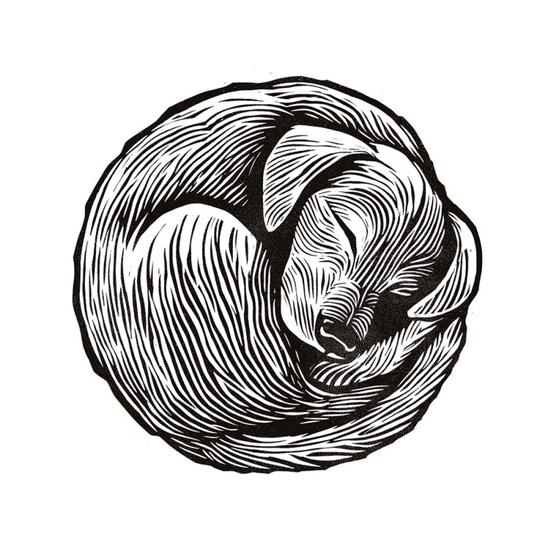 Sleeping Dog by J David Bennett